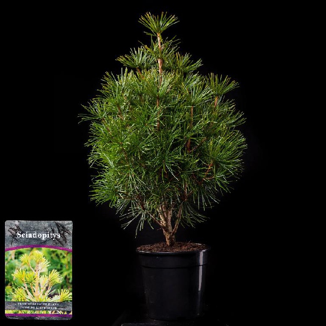 Sciadopitys verticillata Japanse Parasolden, Kransspar