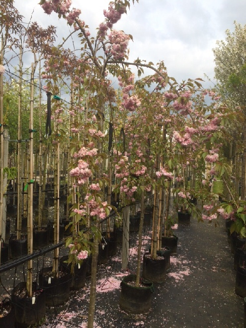 Prunus 'Kiku-shidare-zakura' Japanse Sierkers, Treurkers