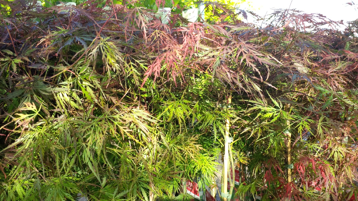 Acer palmatum 'Firecracker'  Fijnbladige Japanse Esdoorn