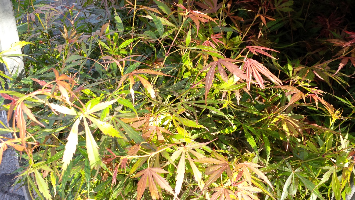 Acer palmatum 'Jerre Schwartz' Fijnbladige Japanse Esdoorn
