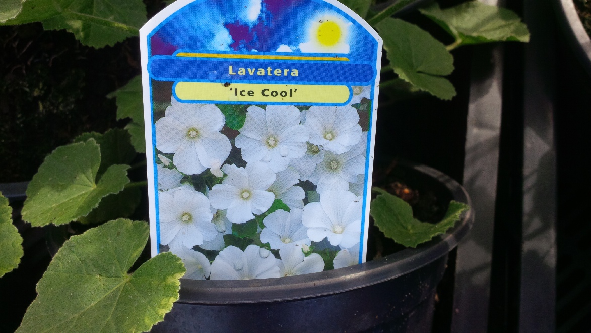 Lavatera 'Ice Cool' Struikmalva