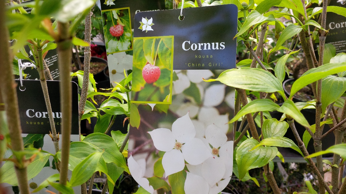Cornus kousa 'China Girl' Kornoelje