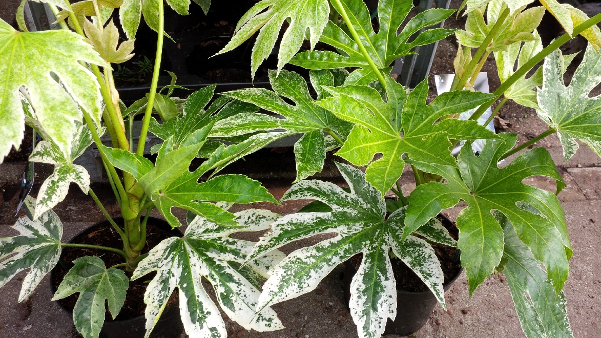 Fatsia japonica 'Tsumugi-shibori' (Spider's Web) Vingerplant