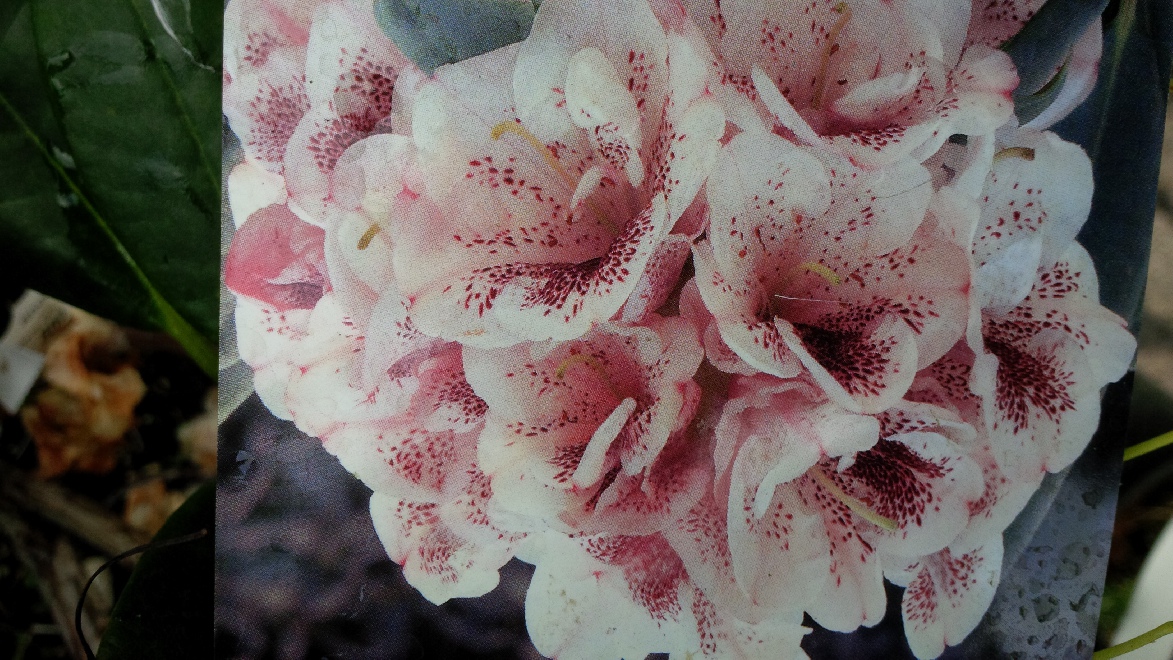 Rhododendron 'Prinses Máxima' Rhododendron hybride