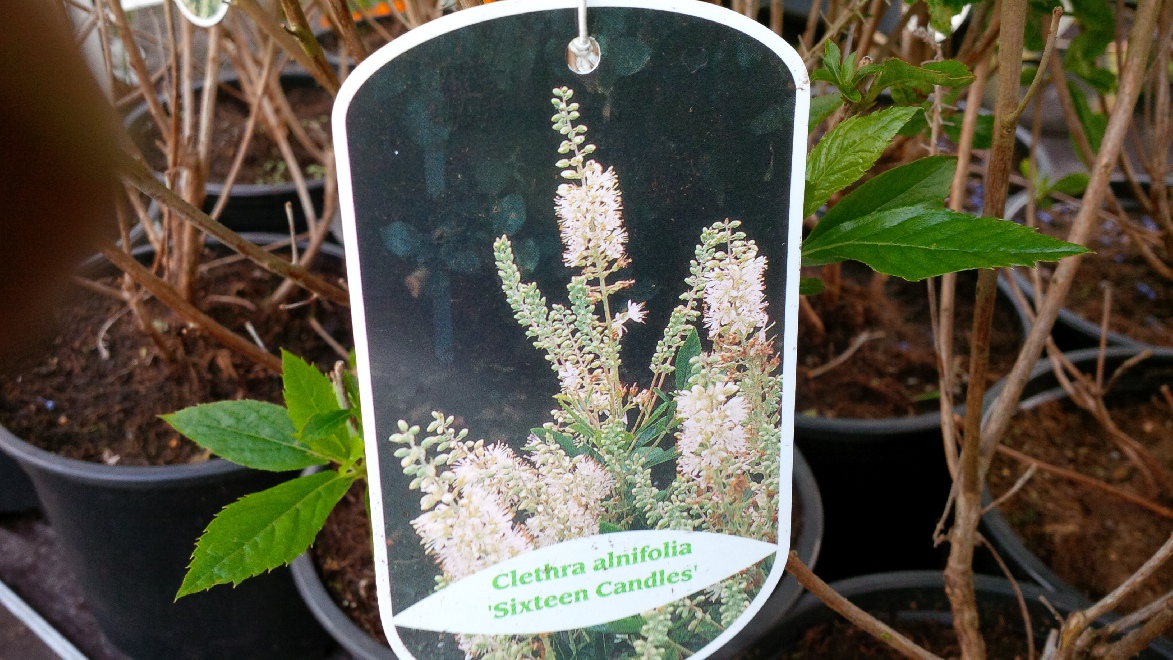 Clethra alnifolia 'Sixteen Candles' Schijnels
