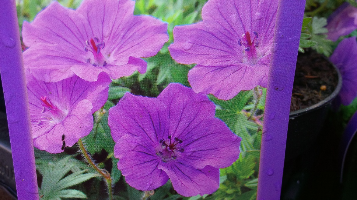 Geranium 'Blushing Turtle' Ooievaarsbek