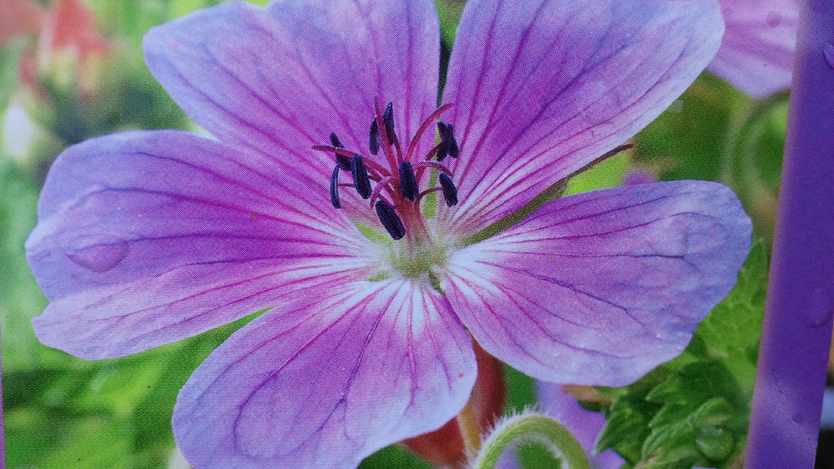 Geranium wallichianum 'Rainbow' Ooievaarsbek