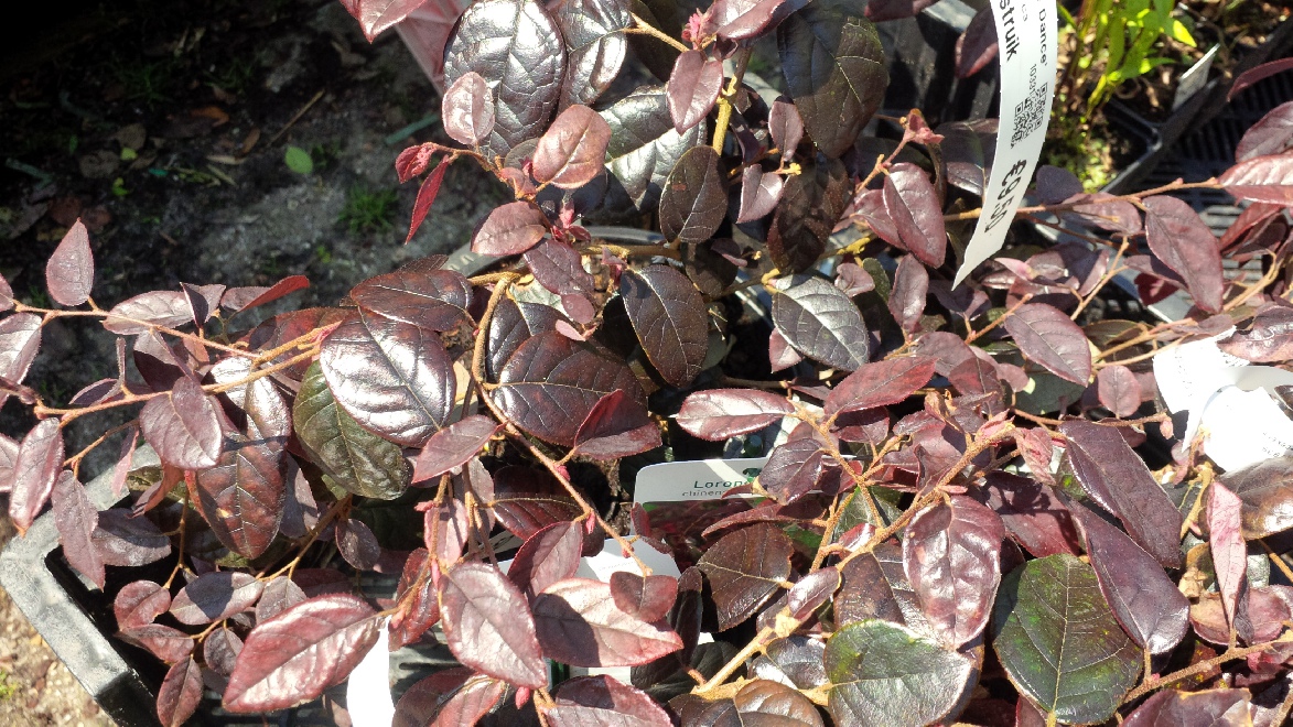 Loropetalum chinense 'Chang Nian Hong' (Ever Red) Roodbladige Heksenstruik