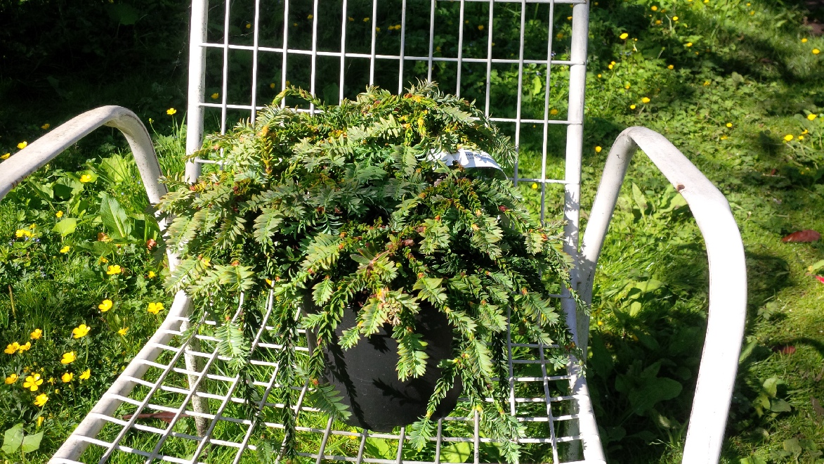 Sequoia sempervirens 'Prostrata' Dwergsequoia