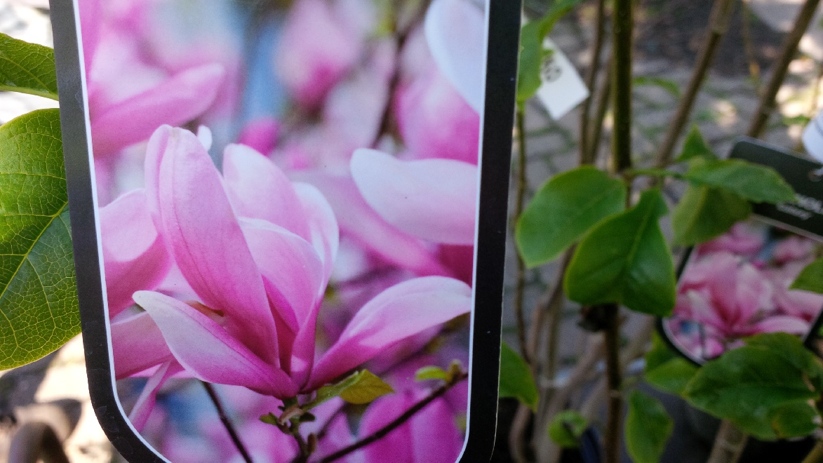 Magnolia 'Galaxy' Zuilvormige Beverboom, Valse Tulpenboom