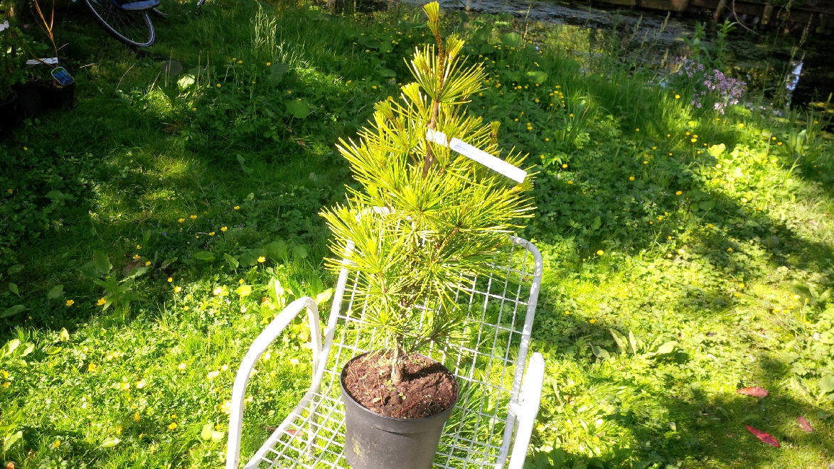 Sciadopitys verticillata 'Gold Star' Goudkleurige Parasolden