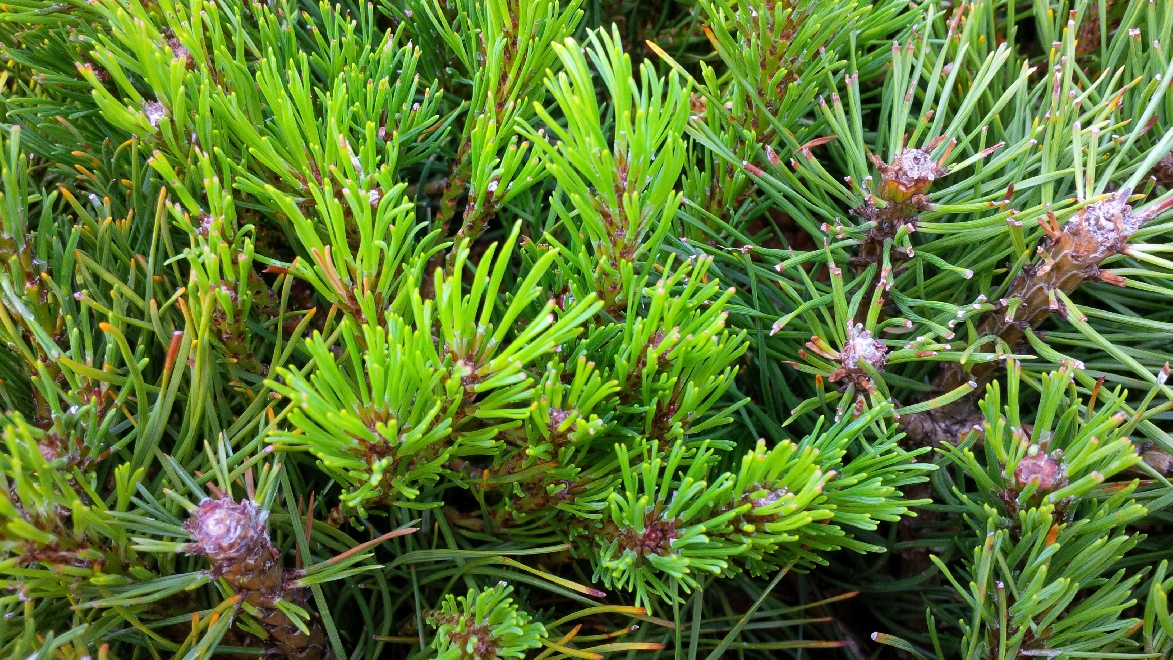 Pinus mugo subsp. mugo Bergden