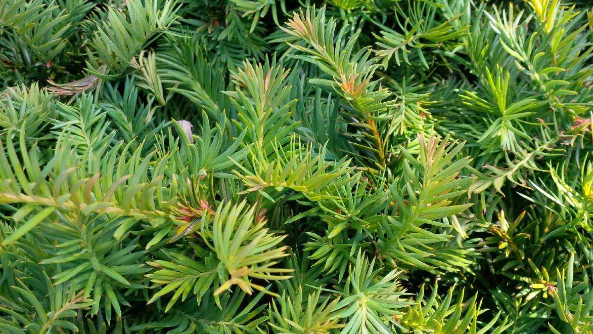 Taxus baccata 'Repandens' Venijnboom