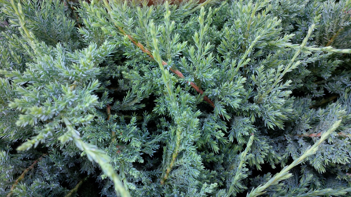 Juniperus horizontalis 'Blue Chip' Lage Jeneverbes