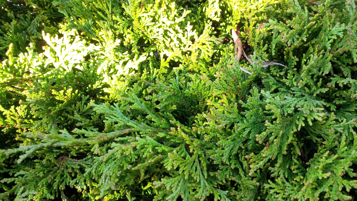 Chamaecyparis obtusa 'Pygmaea' Dwergconifeer, Dwergcypres