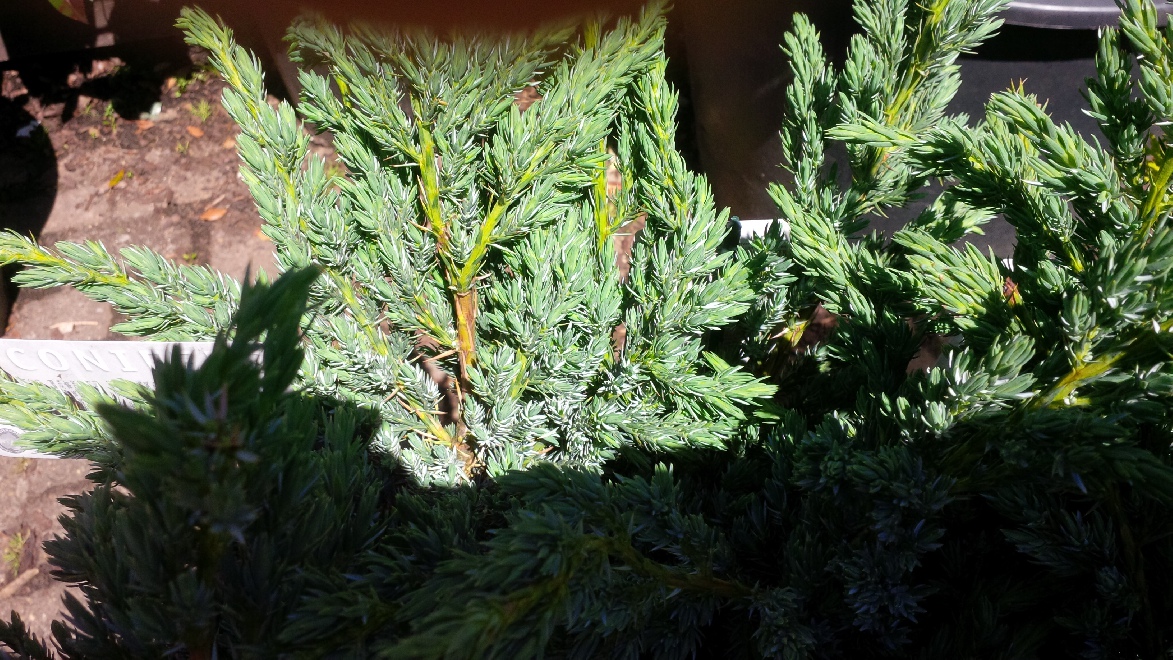 Juniperus squamata 'Meyeri' Jeneverbes