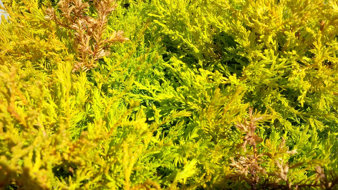 Chamaecyparis obtusa 'Draht' 