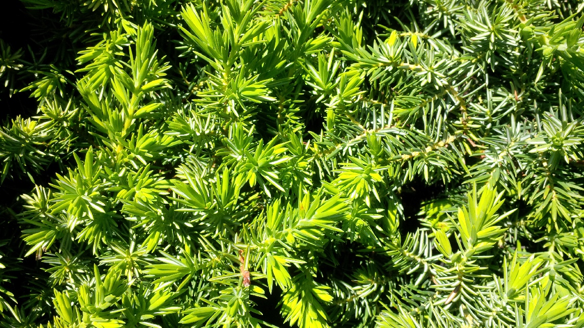 Juniperus conferta 'Blue Pacific' jeneverbes