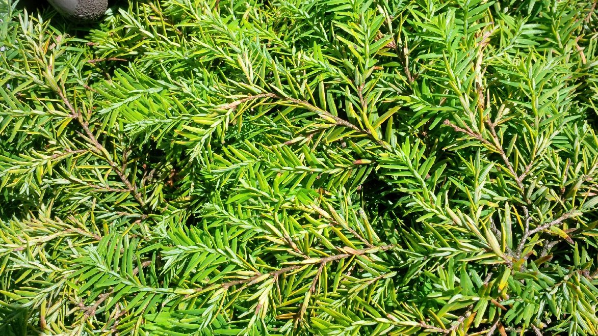 Tsuga canadensis 'Nana' 