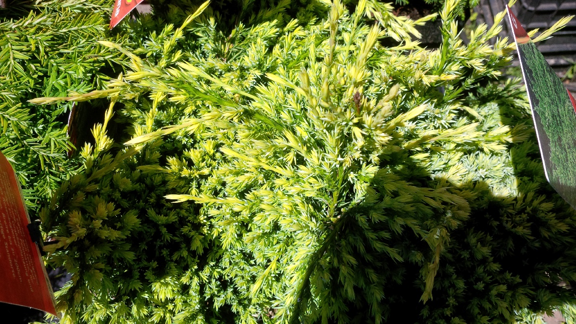 Juniperus squamata 'Holger' jeneverbes