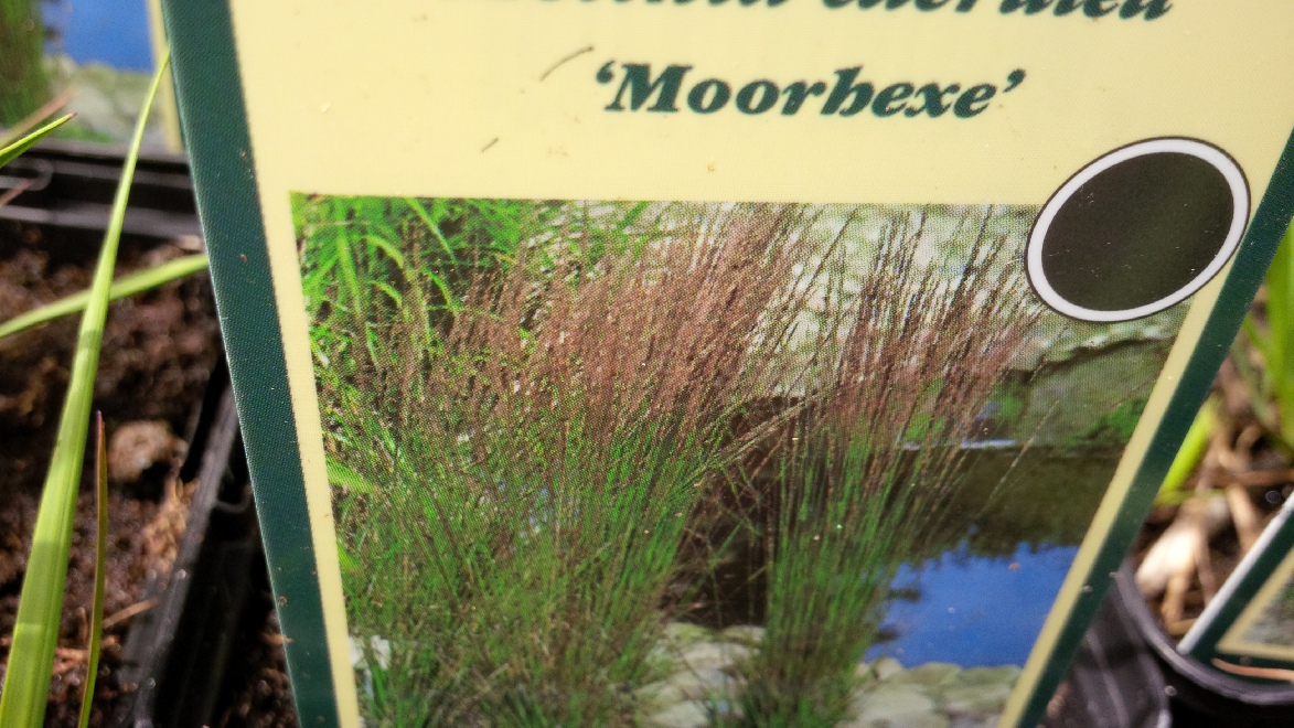 Molinia caerulea 'Moorhexe' Pijpestrootje