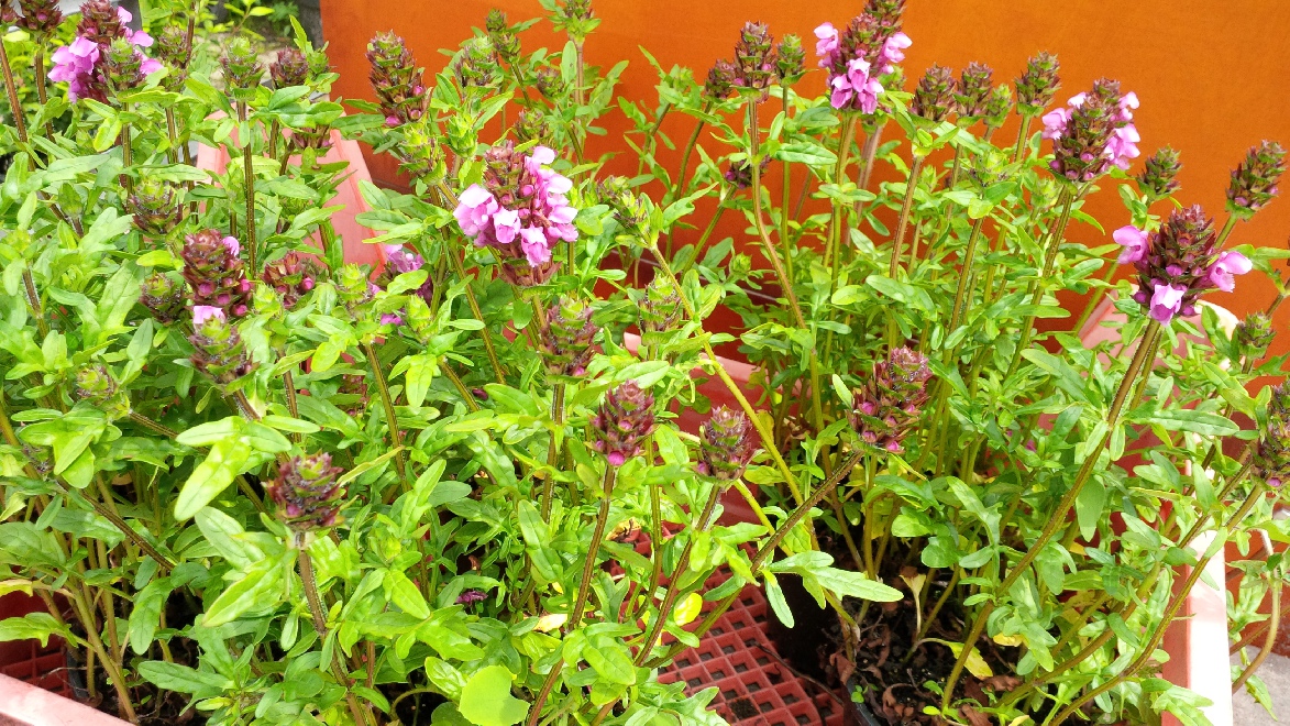 Prunella webbiana 'Gruss aus Isernhagen' Brunel, Bijenkorfje