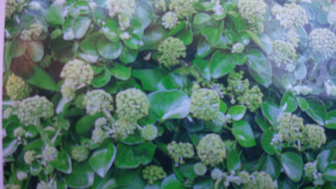 Hedera hibernica 'Arbori Compact' Struikklimop