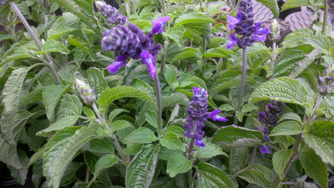 Salvia 'Balsalmisp' (Mystic Spires Blue) Salie
