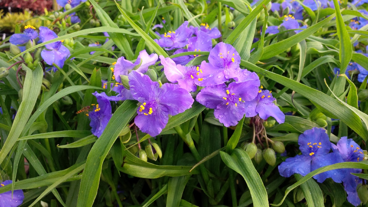 Tradescantia 'Bärbel' Eendagsbloem