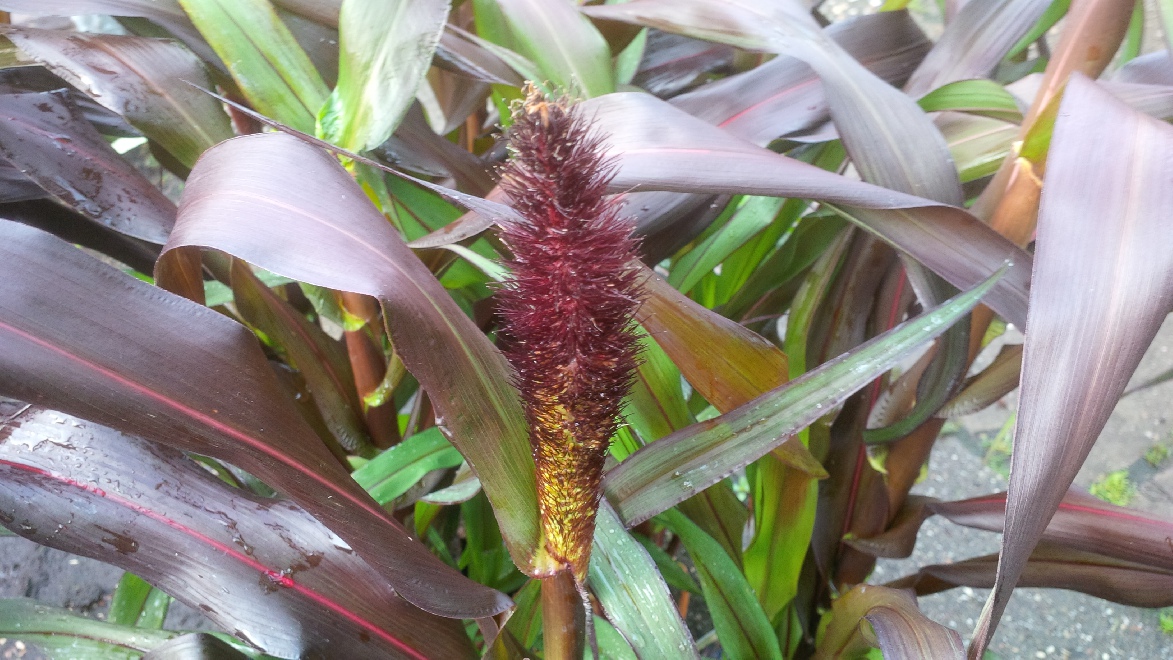 Pennisetum glaucum 'Purple Baron' Lampenpoetsergras, Borstelveergras