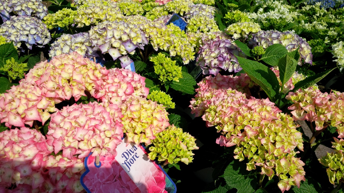 Hydrangea macrophylla 'Saxdifioros' (Diva Fiore) Doorbloeiende Hortensia