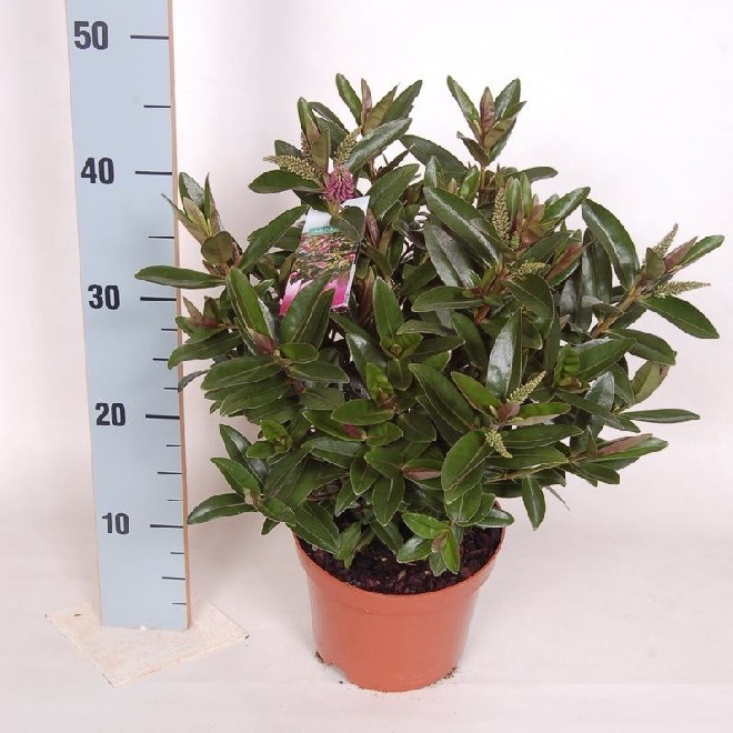 Hebe 'Zassa' (HebeDonna Emma) Wintergroene Hebe