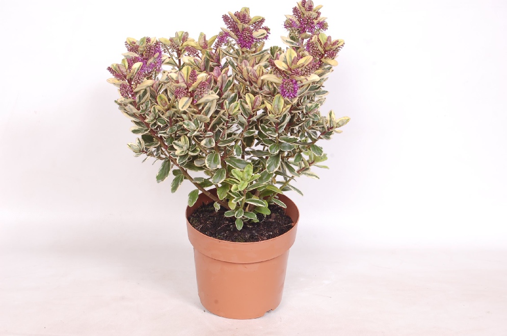 Hebe 'Tricolor' Bontbladige Hebe