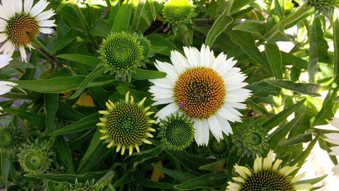 Echinacea purpurea 'White Meditation' Zonnehoed
