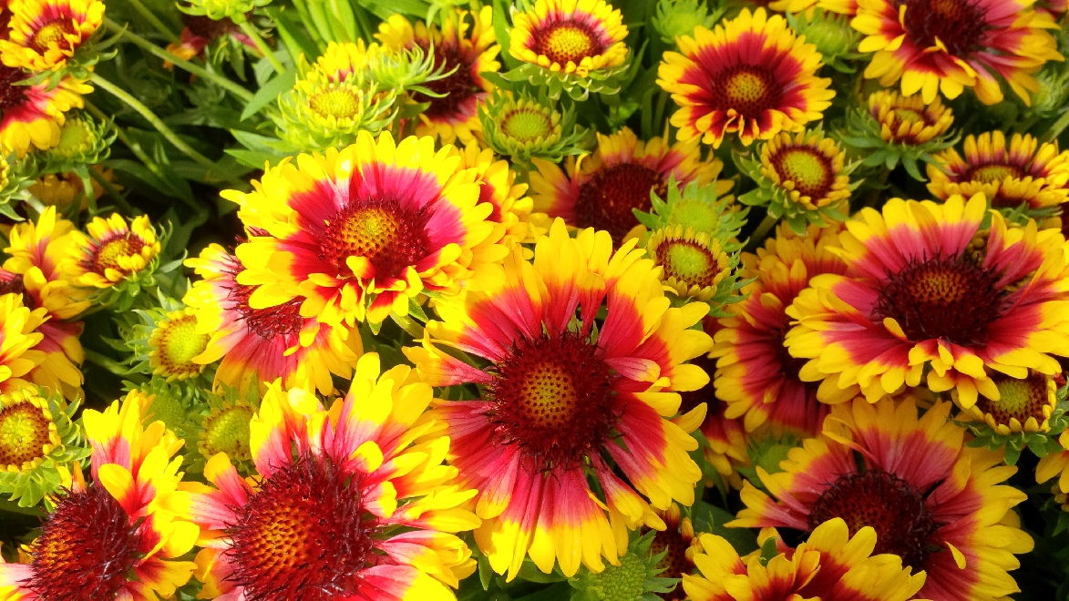 Gaillardia 'Flash' (syn. Gaillardia 'Sunset Flash') Kokardebloem