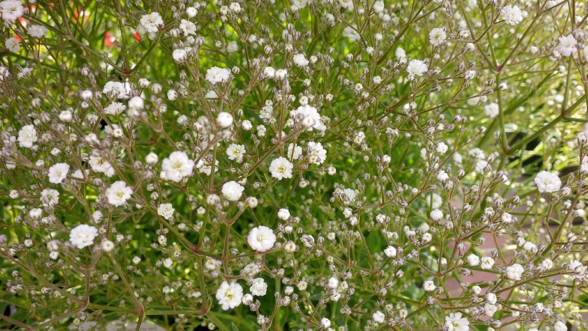 Gypsophila paniculata 'Festival White Flare' Gipskruid
