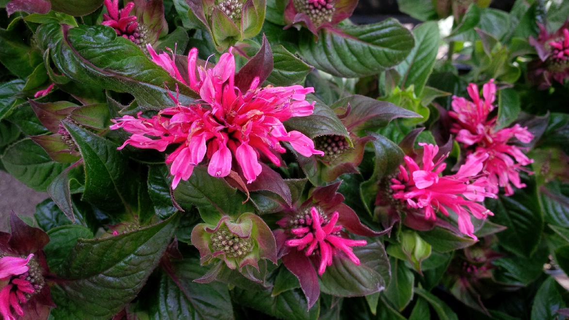 Monarda 'Cranberry Lace' Bergamotplant