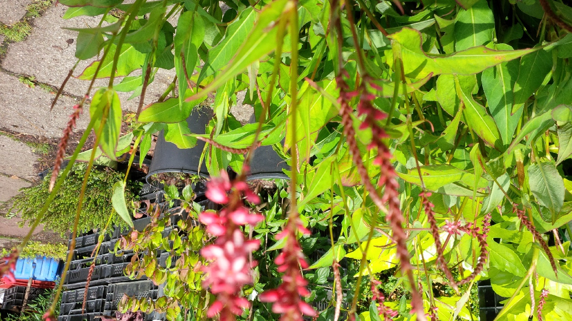 Persicaria amplexicaulis 'Orangofield' (Orange Field) Duizendknoop
