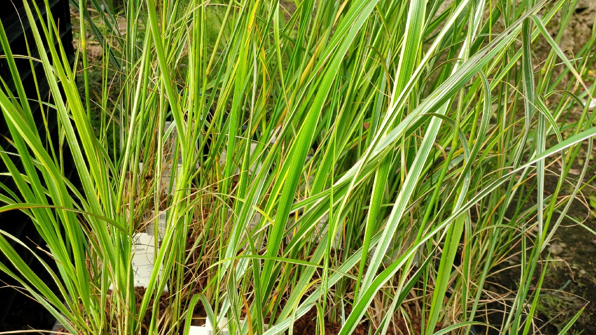 Calamagrostis acutiflora 'Overdam' Struisriet