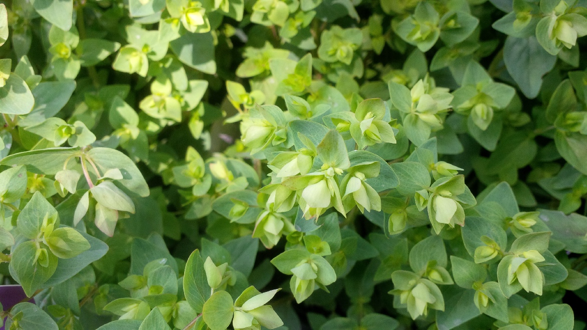 Origanum 'Dingle Fairy' Origanum / Marjoraan