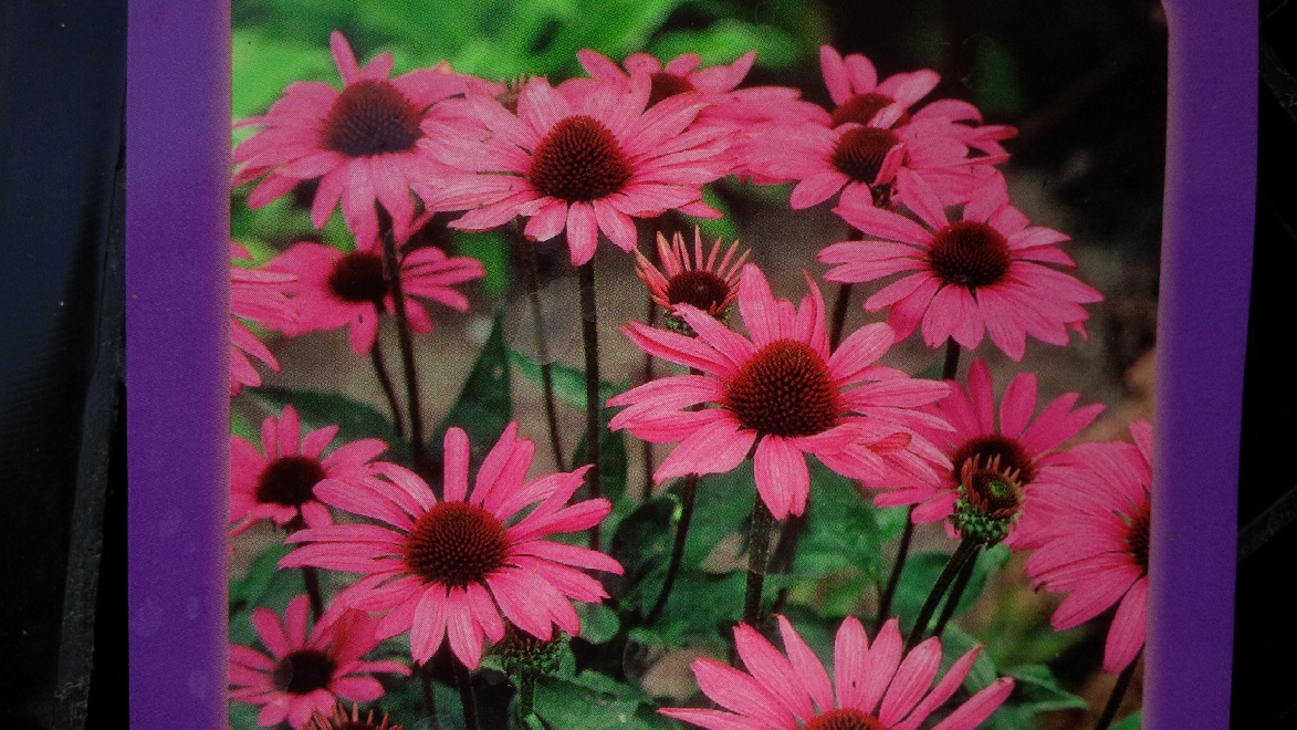 Echinacea purpurea 'Lady in Red' Zonnehoed