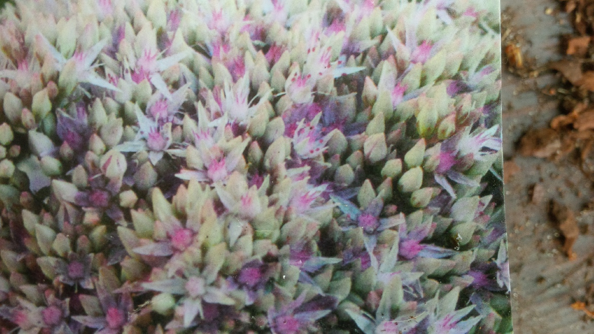 Sedum  seducion 'Green Pink' Vetkruid