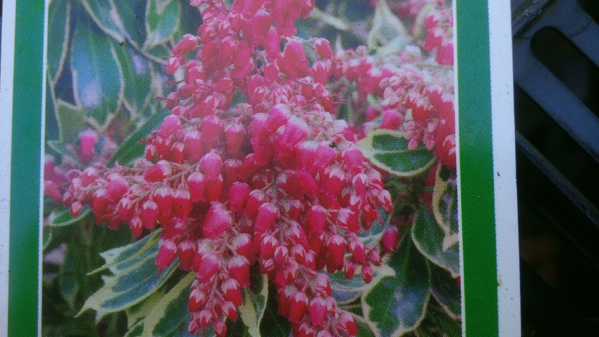 Pieris japonica 'Ralto Rose' Zilverbonte Pieris
