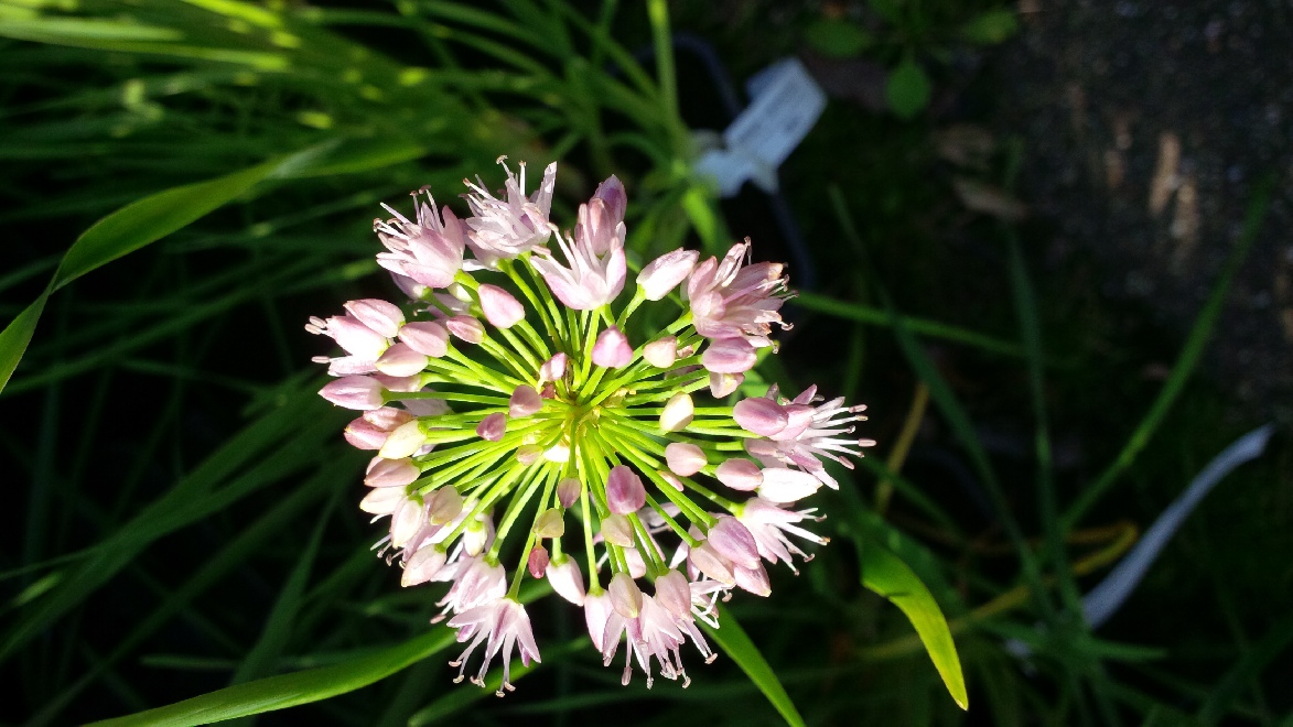 Allium senescens Sierui