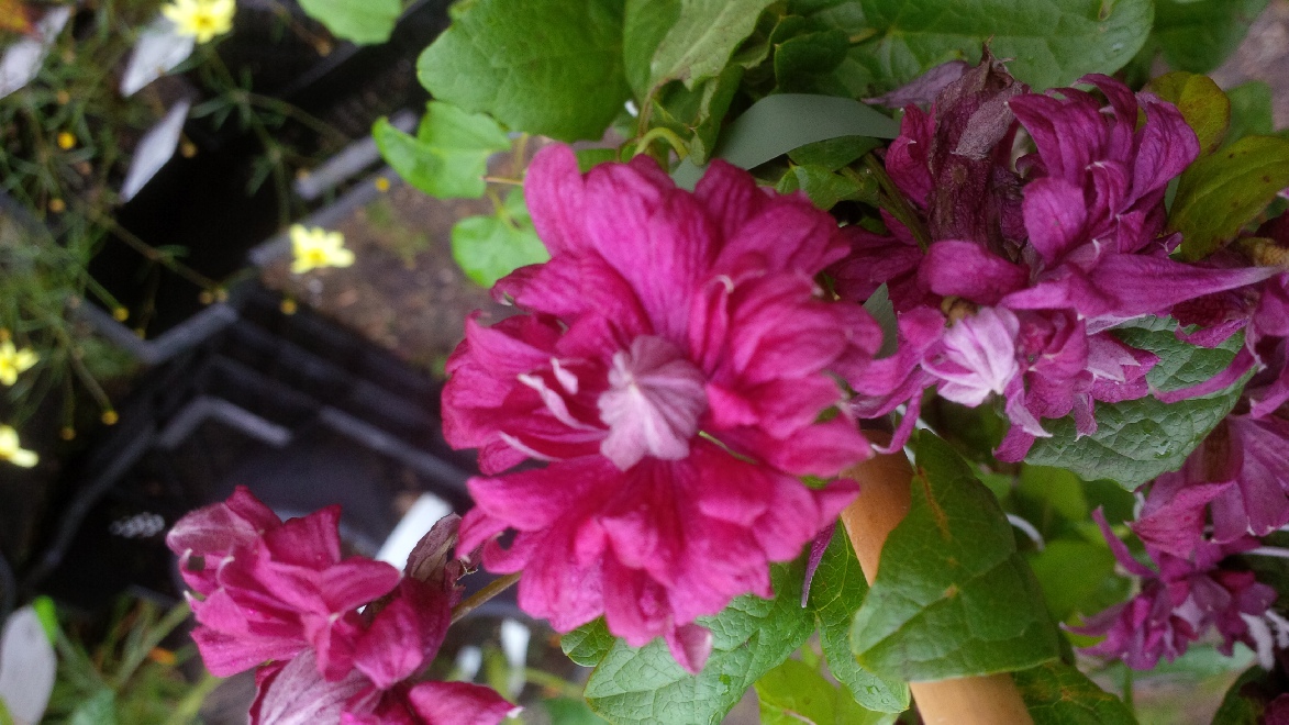 Clematis 'Purpurea Plena Elegans' Viticella groep