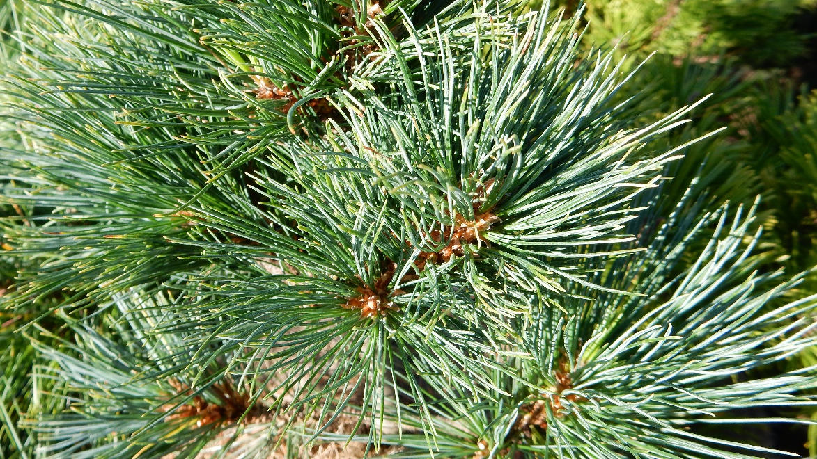 Pinus strobus 'Brevifolia' Dwergden
