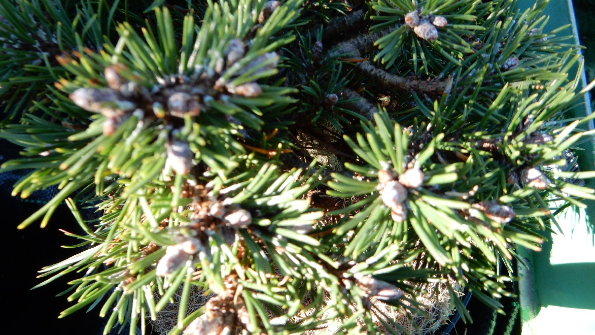 Pinus mugo 'Grüne Welle' Dwergden