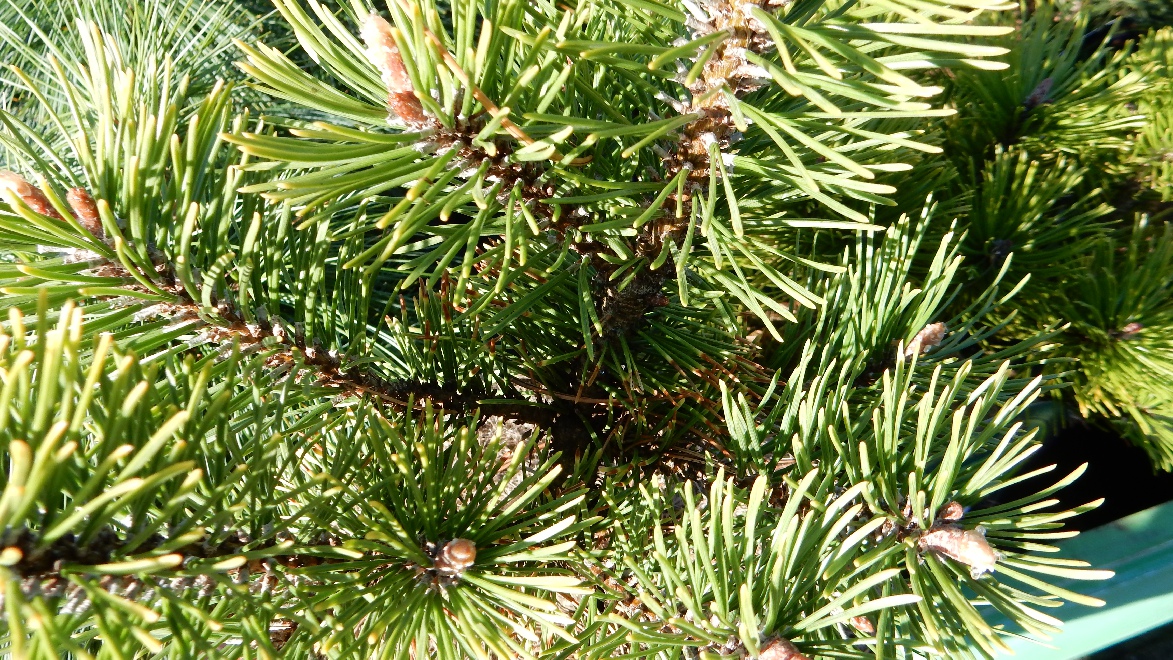 Pinus mugo 'Zundert' pijnboom