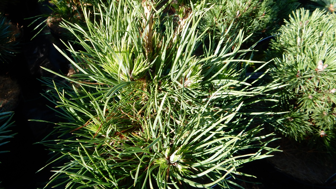 Pinus sylvestris 'Globosa Viridis' 