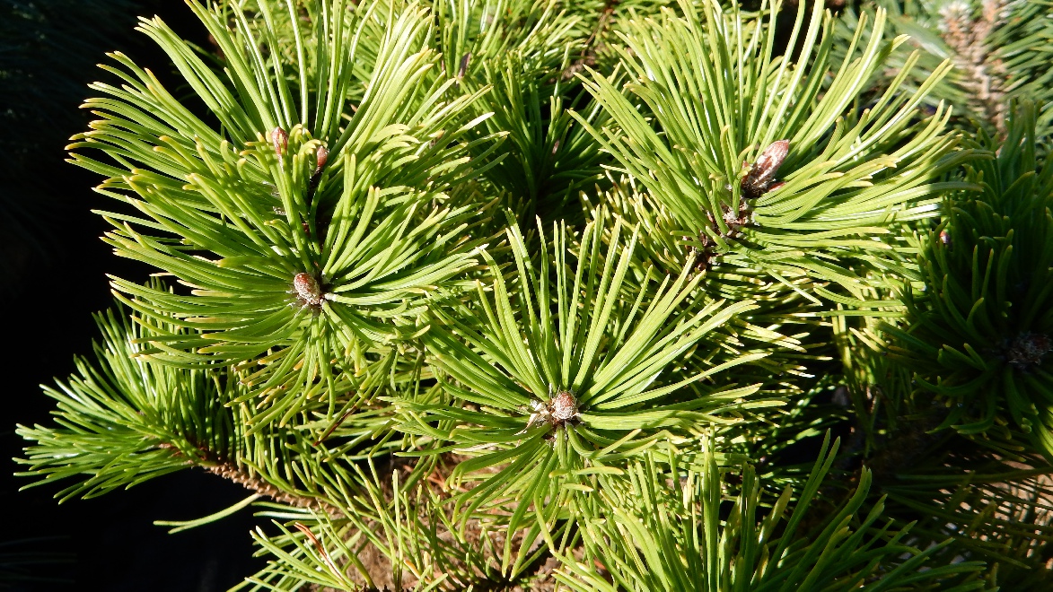 Pinus mugo 'Carsten's Wintergold' Goudkleurige Pijnboom
